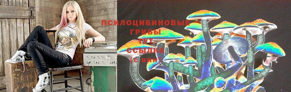 крисы Баксан